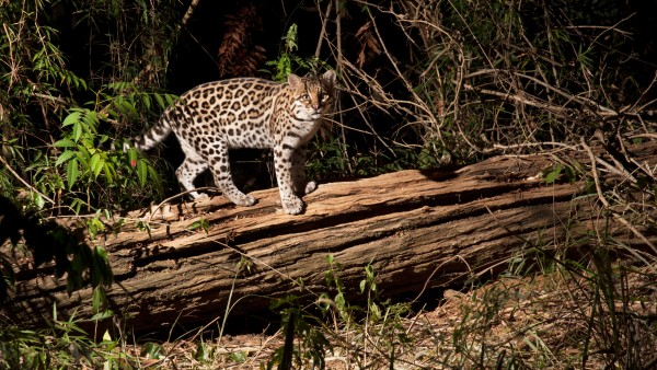 Fauna rain forest Brazil