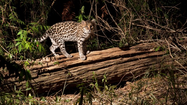 Fauna rain forest Brazil