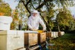 bees boxes in Ganderkesee