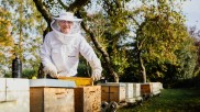 bees boxes in Ganderkesee