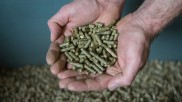 Pellets aus Heu sind die Grundlage für die Graspapier-Produktion.