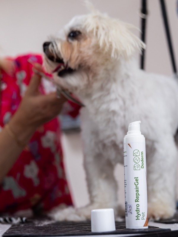 Die Pflegesalbe wird bei einem Hund in einem Hundesalon verwendet.