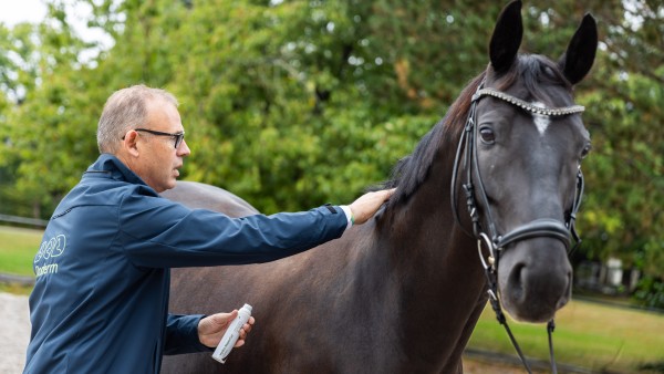 Ein Mann trägt die Pflegsalbe auf den Rücken eines Pferdes auf.