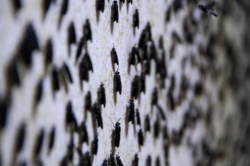 Eine große Anzahl von schwarzen Soldentenfliegen sitzen auf einer Wand im Zuchtcontainer bei Madebymade 