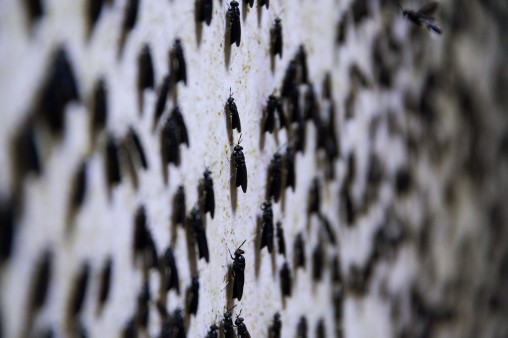  A large number of black soldier flies sitting on the wall in the breeding container at Madebymade