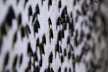 Eine große Anzahl von schwarzen Soldentenfliegen sitzen auf einer Wand im Zuchtcontainer bei Madebymade 