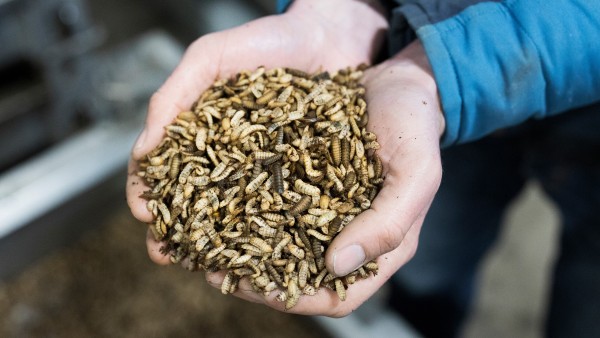 A handful of maggots from the Madebymade mast tub