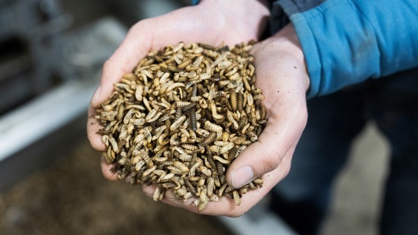 A handful of maggots from the Madebymade mast tub