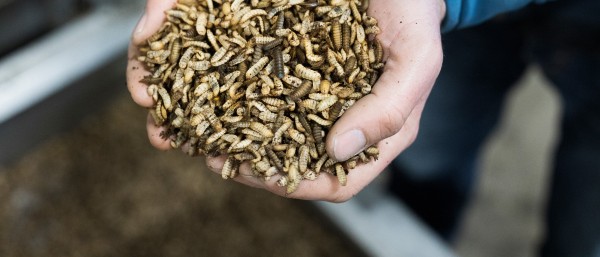 A handful of maggots from the Madebymade mast tub