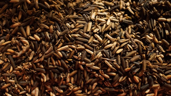 Dried larvae of Madebymade