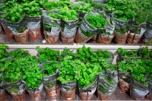 Innovative Limonade Papa Türk