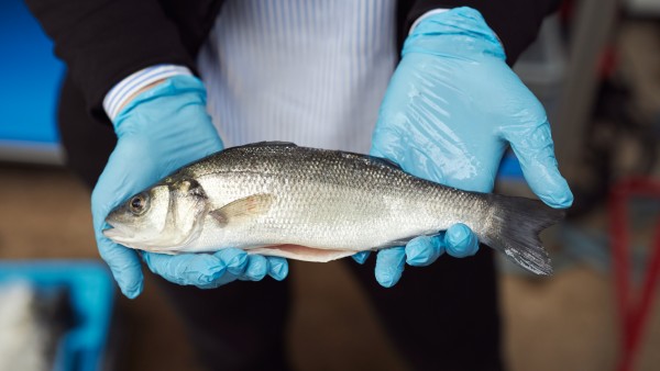 Zwei Hände mit Handschuhen hält einen marktreifen Fisch.