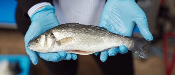 Zwei Hände mit Handschuhen hält einen marktreifen Fisch.