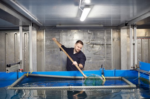 Christian Steinbach, einer der drei Mitbegründer von Seawater Cubes, beim keschern der Wolfsbarsche