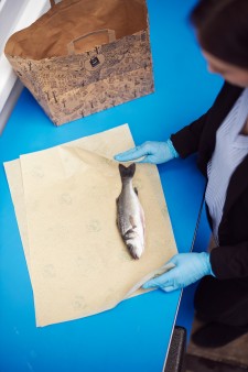 A sea bass that is being packaged for sale