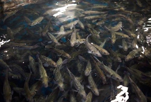 Wolfsbarsche im Becken des Seawater Cubes