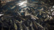 Sea bass in the basin of the Seawater Cube