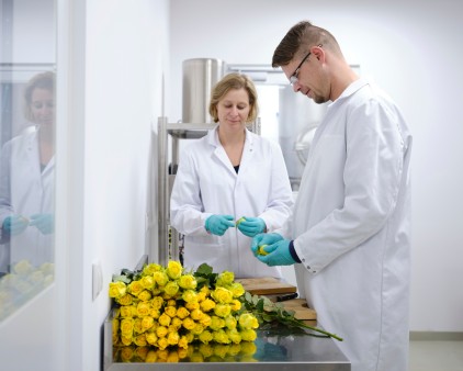 Producing of rose oil