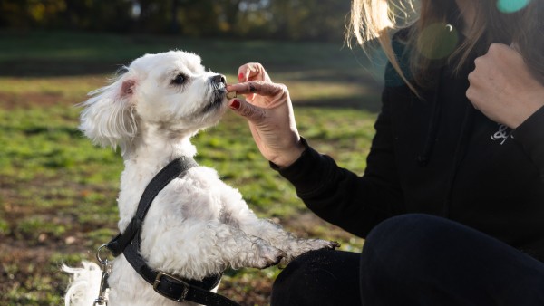 Small dog is fed from hand by a woman