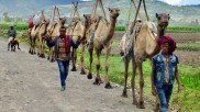 camel in Ethiopia