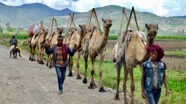 camel in Ethiopia