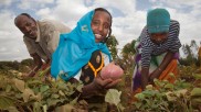 Äthiopien – Landwirtschaft mit Potenzial