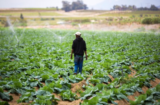 Sewage irrigation on a field close to Cape Town