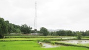 Ein Mobilfunkmast steht in einem Reisfeld in Myanmar
