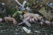 Schweine auf der Müllkippe von Berat