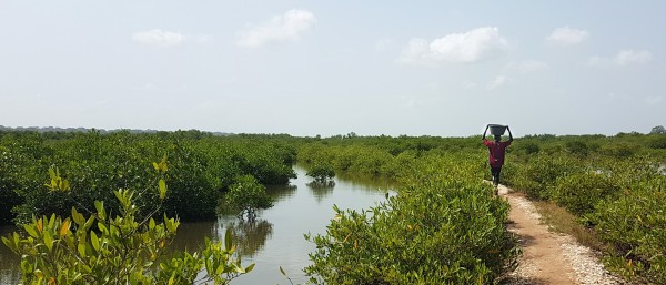 Ein Mann trägt einen Korb auf einem Weg in einer Mangrovenlandschaft im Senegal