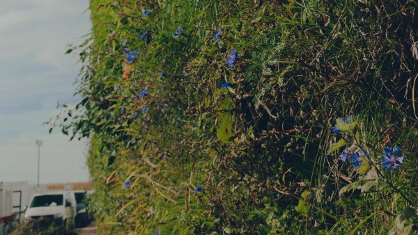 Grass wächst vertikal an einer Wand