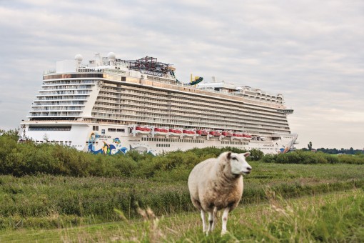 Ein Schaf auf dem Deich, dahinter schiebt sich das riesige Kreuzfahrtschiff durch den Fluss