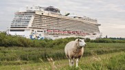 Ein Schaf auf dem Deich, dahinter schiebt sich das riesige Kreuzfahrtschiff durch den Fluss