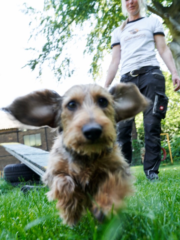 Playing dog at boarding kennels Canidos