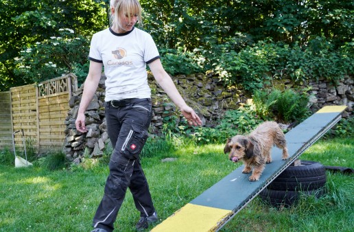 boarding kennels