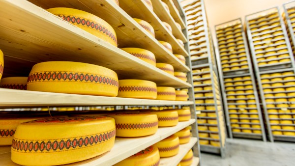 Storehouse with cheese wheels