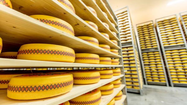 Storehouse with cheese wheels