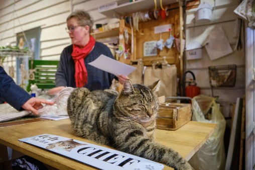 Katze im Scheunen-Shop