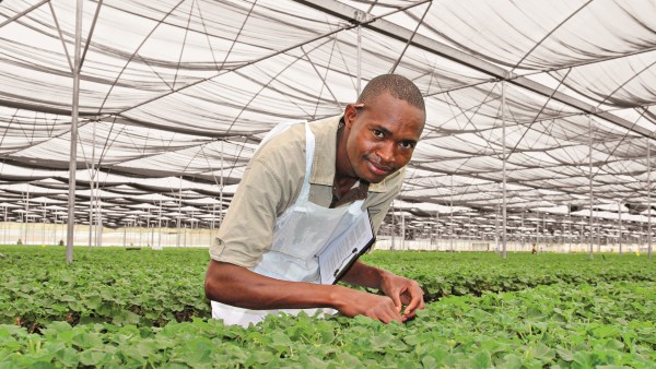 Mitarbeiter von Selecta Kenya