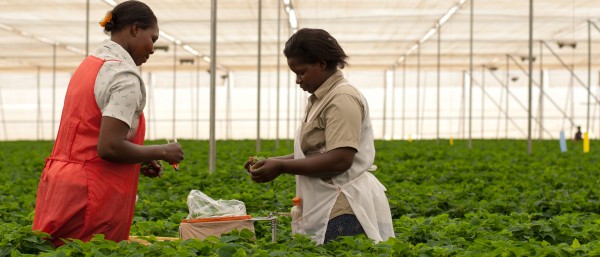 Das Unternehmen Wagagei pflanzt unter anderem Weihnachtssterne in Uganda an 